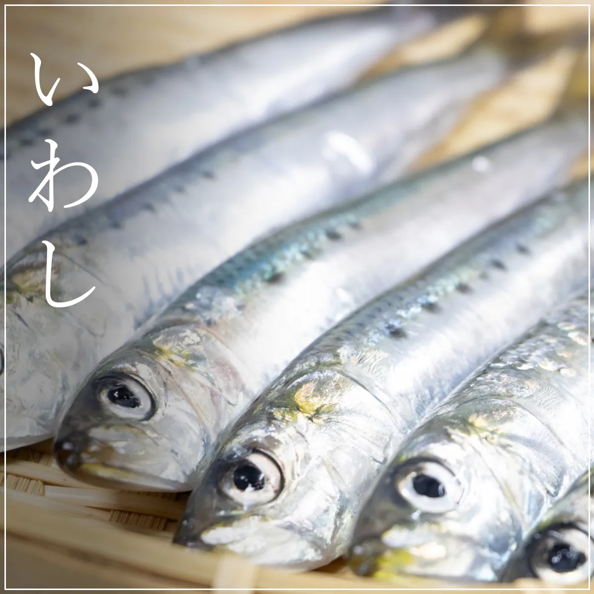 カテゴリ一覧_いわし
