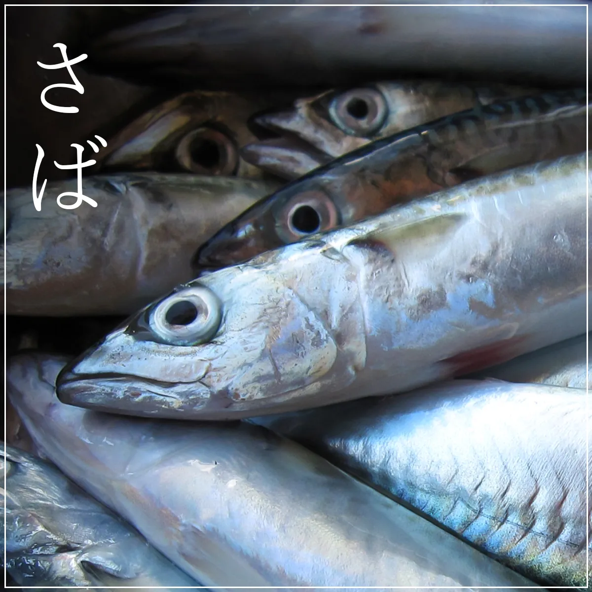 カテゴリ一覧_さば