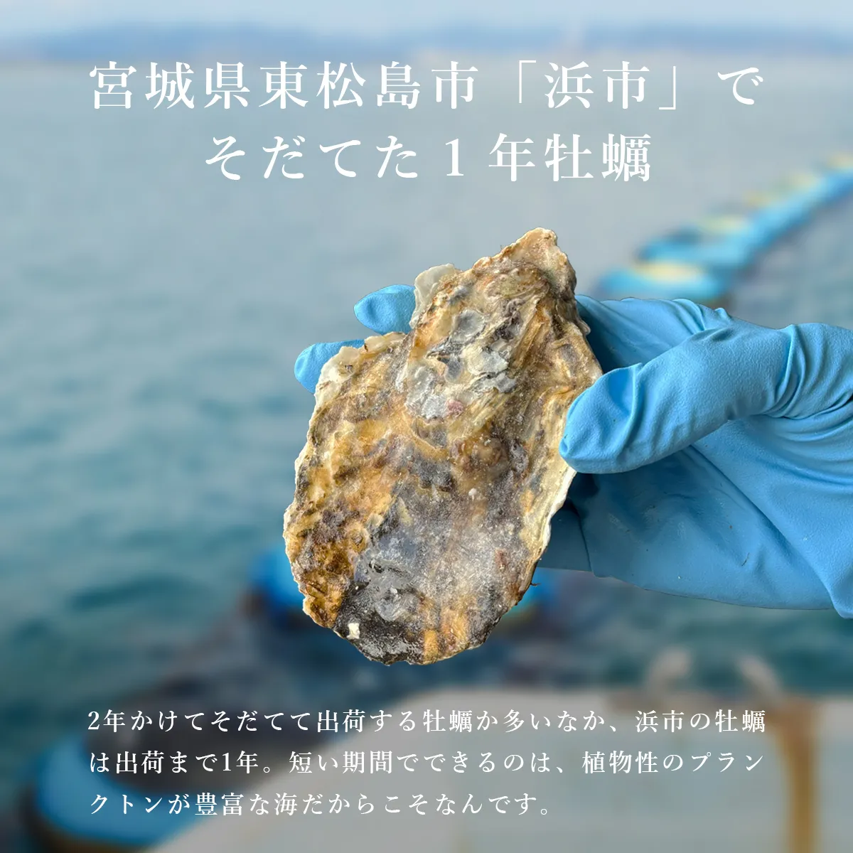 浜市牡蠣の特徴の紹介