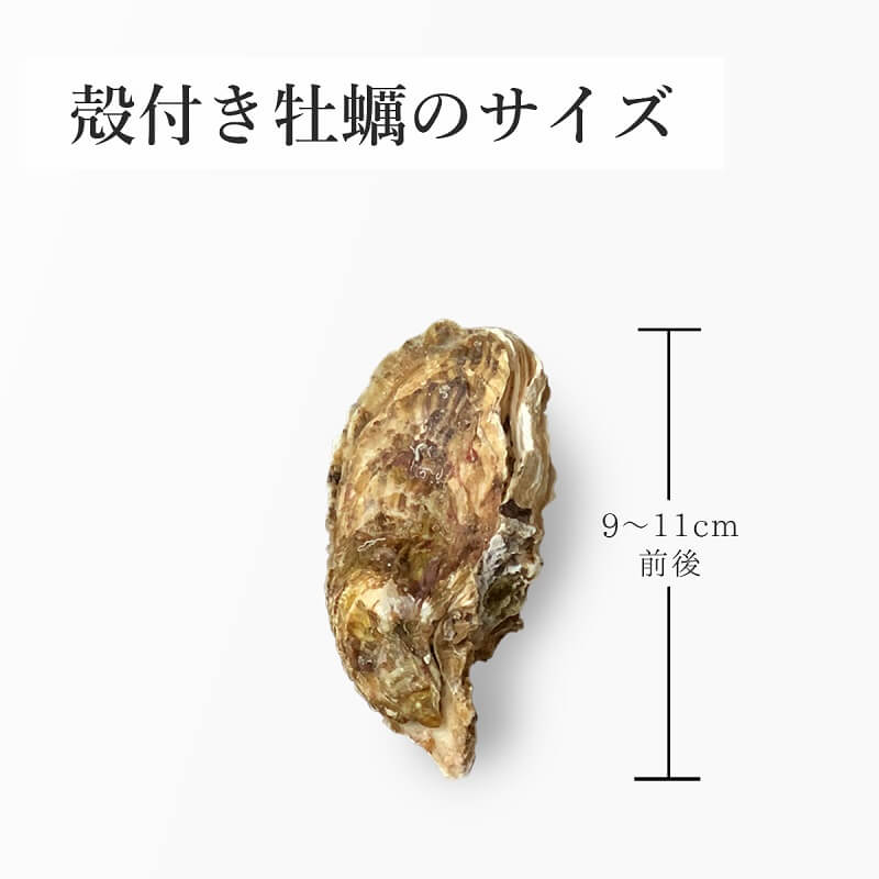 殻付き牡蠣の1個当たりのサイズ感