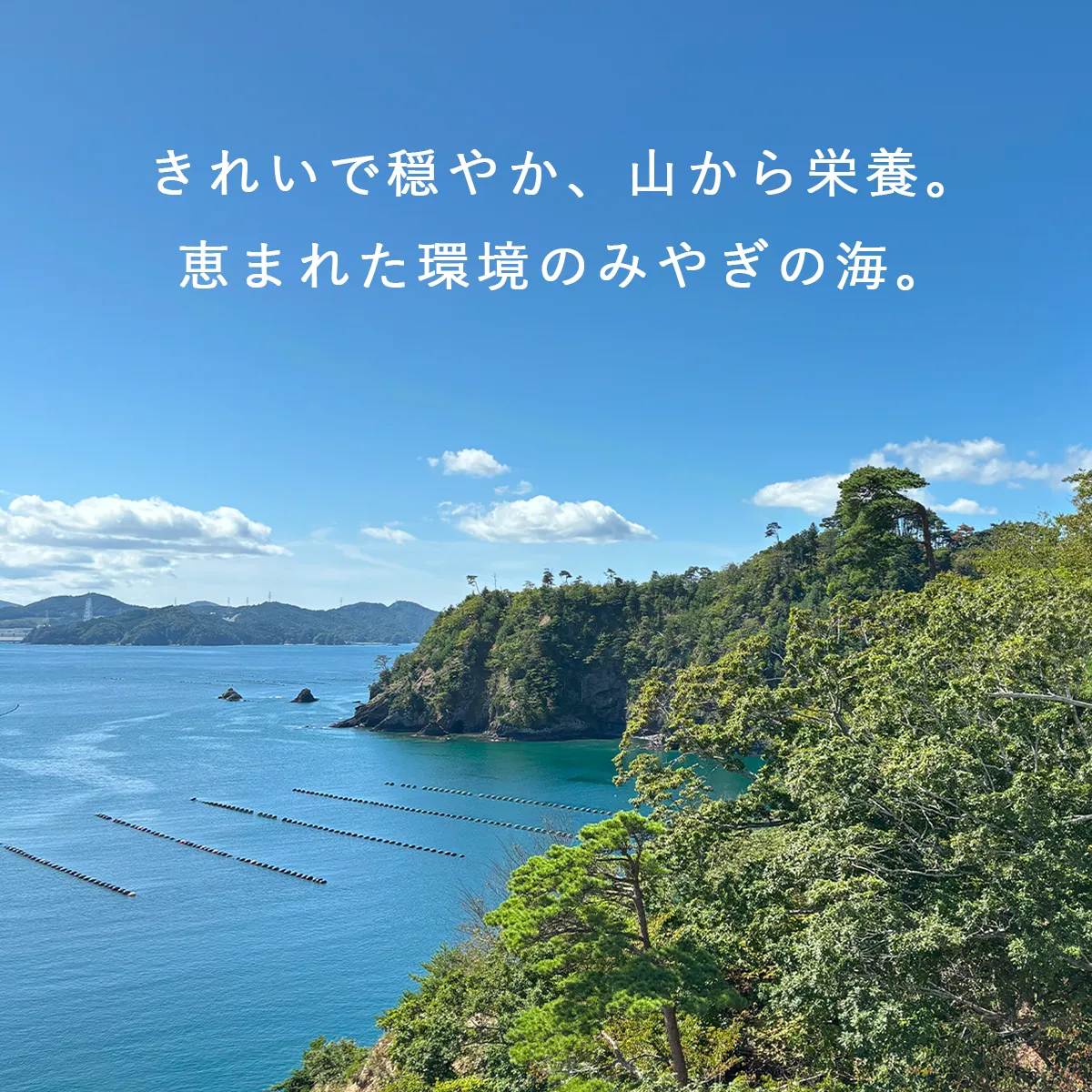 恵まれた環境のみやぎの海